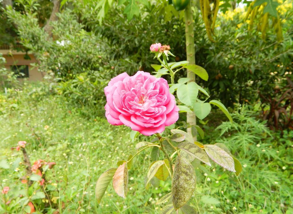 Stella Maris B&B กันยากุมารี ภายนอก รูปภาพ